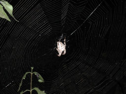 [top/rear of white and gray orb-weaver spider in spiral web]