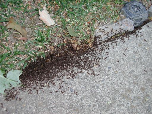 [hundreds of small ants next to sprinkler head]