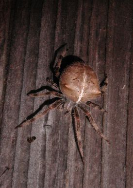 [top view of 3rd spider, on fence]
