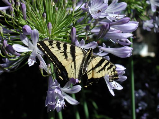 [tiger swallowtail butterfly on agapanthus]
