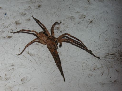[6th spider on old cushion]
