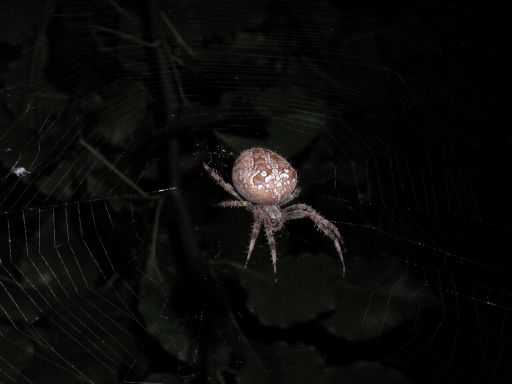 [5th spider, with polkadots]