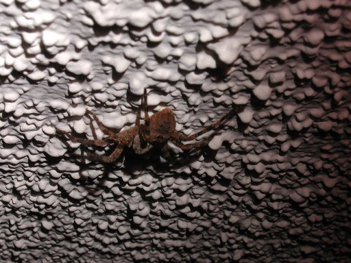 [7th spider on ceiling]