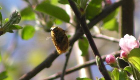 [golden bumblebee hovering among apple blossoms]