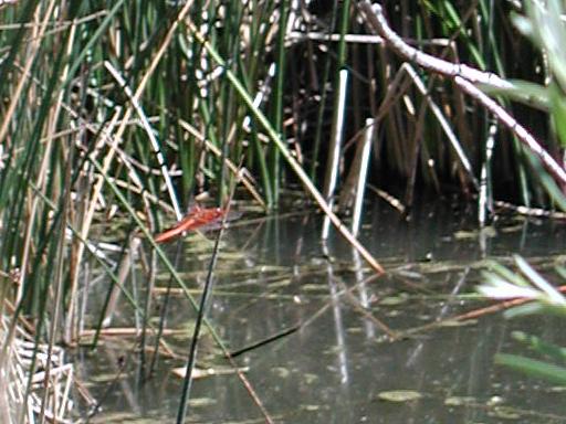 [red dragonfly on reed in slough]