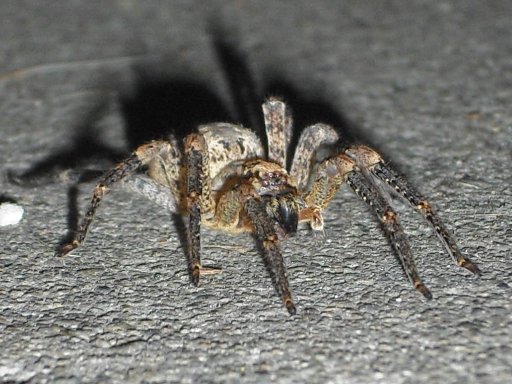 [closeup of 8th spider on concrete]